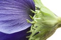 Macro of blue anemone petals on white background