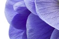 Macro of blue anemone petals on white background