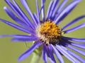 Blue aster daisy on blue sky backround