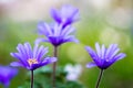 Macro of a blue Balkan Anemone