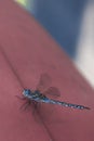 Macro blue beautiful dragonfly close-up