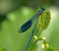 Macro of a blue broad-winged dragonfly Royalty Free Stock Photo