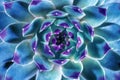 Macro of Blue cactus or Sempervivum, Nature background