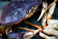 Macro Blue Crab