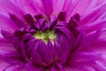 Macro of a blue dahlia