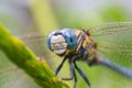 Macro of blue eyed dragonfly sitting on the twig. Used selective focus Royalty Free Stock Photo