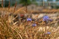 Close-up of Blue field flowers in the dry summer grass - Jasione montana, Macro, Selective focus Royalty Free Stock Photo