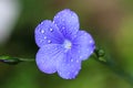 Macro of a blue flax flower