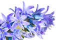 Macro of blue hyacinth flowers