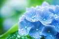 macro blue hydrangea flowers covered with water drops on blurred background Royalty Free Stock Photo
