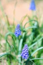 Blue blossoms muscari Muscari Armeniacum