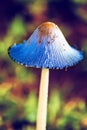 Macro of a blue mushroom in the soft light of a morning artistic conversion