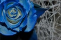 Macro blue rose flower