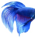 Macro of Blue Siamese fighting fish, Betta Splendens isolated on Royalty Free Stock Photo