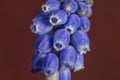 Macro Blue Spike Muscari armeniacum flower with red vintage background