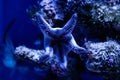 Macro blue starfish linckia laevigata Royalty Free Stock Photo