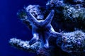 Macro blue starfish linckia laevigata Royalty Free Stock Photo