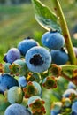 Macro Blueberry bush on sunset, organic ripe with succulent berries, just ready to pick Royalty Free Stock Photo