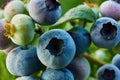 Macro Blueberry bush on sunset, organic ripe with succulent berries, just ready to pick Royalty Free Stock Photo