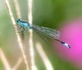 Bluetail damselfly on a twig Royalty Free Stock Photo
