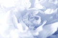 Macro blurred photo of beautiful white blue peony. Royalty Free Stock Photo