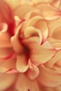 Macro blurry background of soft yellow red petalss