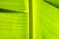 Macro blurry photo of a tropical striped leaf