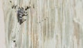 Macro of Bold Jumping Spider Phidippus audax on Fence Post