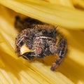 Macro of a Bold Jumping Spider (Phidippus audax) with small bee prey