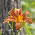 Macro Bold Orange Daylily Tiger Lily Abstract Bokeh Woods Background Selective Focus Royalty Free Stock Photo