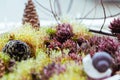 Macro Bonsai at the flower pot on a sunny day