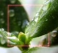 Macro bonsai style money tree in pink neon border. Crassula Hummel's Ghost ovata variegata. Home decor. Indoor plant Royalty Free Stock Photo