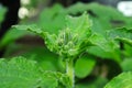 Macro of borage herb flower buds inbetween leaves