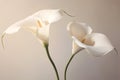 Macro botany flora plant wedding beauty lily flower calla white blossom nature Royalty Free Stock Photo