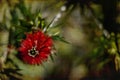 Macro Bottlebrush on Soft Antique Background