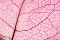 Macro of a bougainville flower leaf