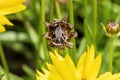 Macro of Box Elder Bug Boisea trivittata on Dried Flower Royalty Free Stock Photo
