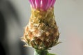 Macro of the bract on a knapweed plant Royalty Free Stock Photo