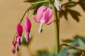 Macro of a branch with bleeding hearts with bokeh Royalty Free Stock Photo