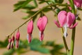 Macro of a branch with bleeding hearts with bokeh Royalty Free Stock Photo