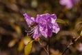 Macro of a branch of Ledum flower Royalty Free Stock Photo