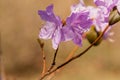 Macro of a branch of Ledum flower