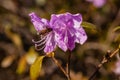 Macro of a branch of Ledum flower Royalty Free Stock Photo