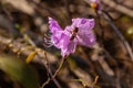 Macro of a branch of Ledum flower Royalty Free Stock Photo