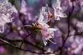 Macro of a branch of Ledum flower Royalty Free Stock Photo
