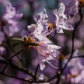 Macro of a branch of Ledum flower