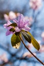 Macro of a branch of Ledum flower