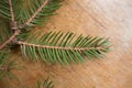 Macro of branch of spruce with green needles