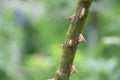 Macro Of A Branch Of Thorns With A Blurred Background