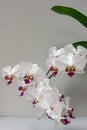 Macro of branch white orchid flower Phalaenopsis `Pandora`, Royalty Free Stock Photo